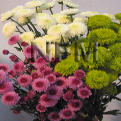 chrysanthemum button flowers
